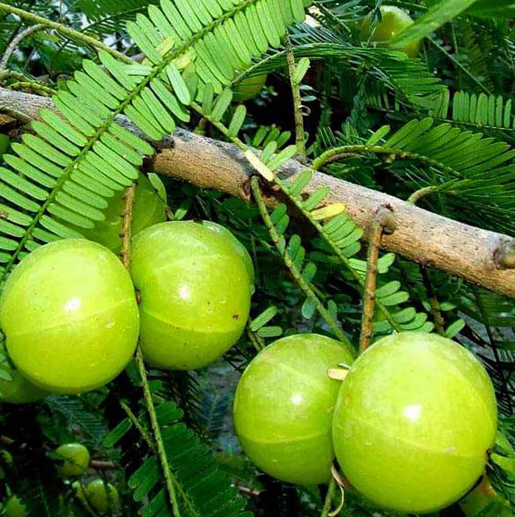 Amla Tratamiento Capilar Ayurvedico Radhe Shyam