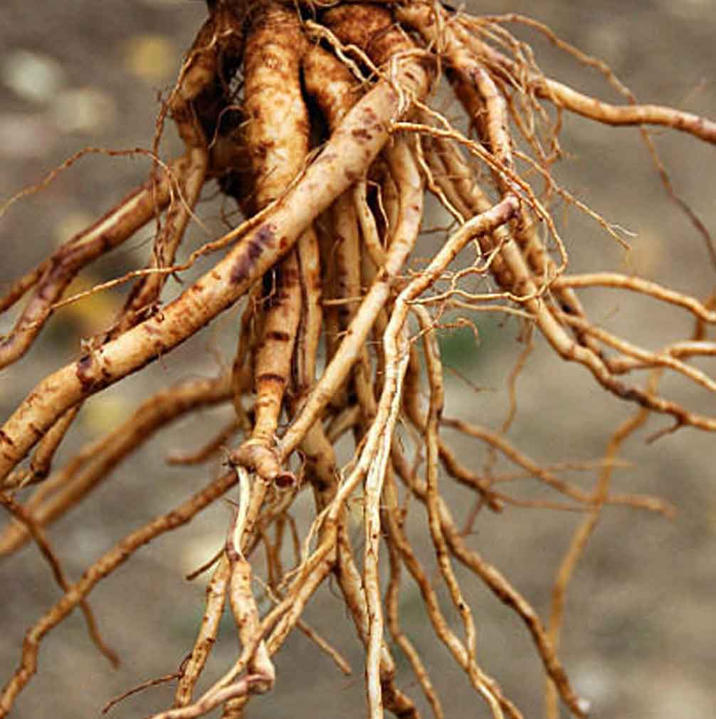 Ashwagandha Tratamiento Ayurvedico Radhe Shyam