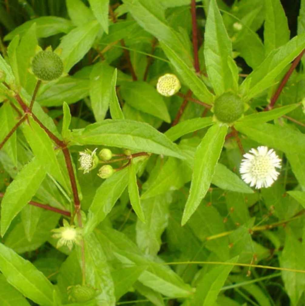 Bhringraj Tratamiento Capilar Natural Radhe Shyam