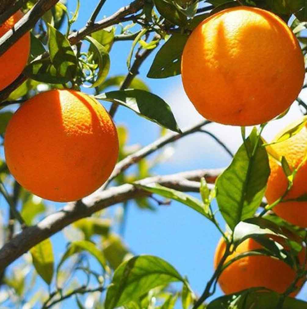 Cascara De Naranja Tratamiento Capilar Natural Radhe Shyam