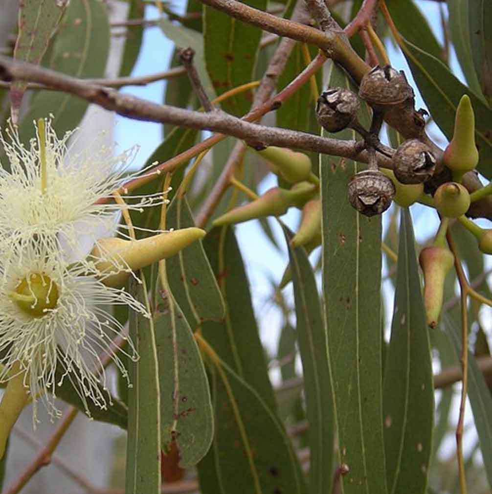 Eucalyptus Tratamiento Capilar Natural Radhe Shyam