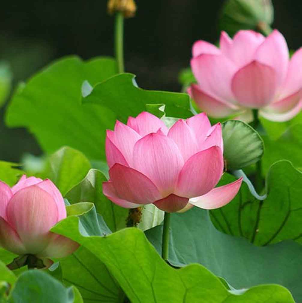 Flores De Loto Tratamiento Capilar Natural Radhe Shyam
