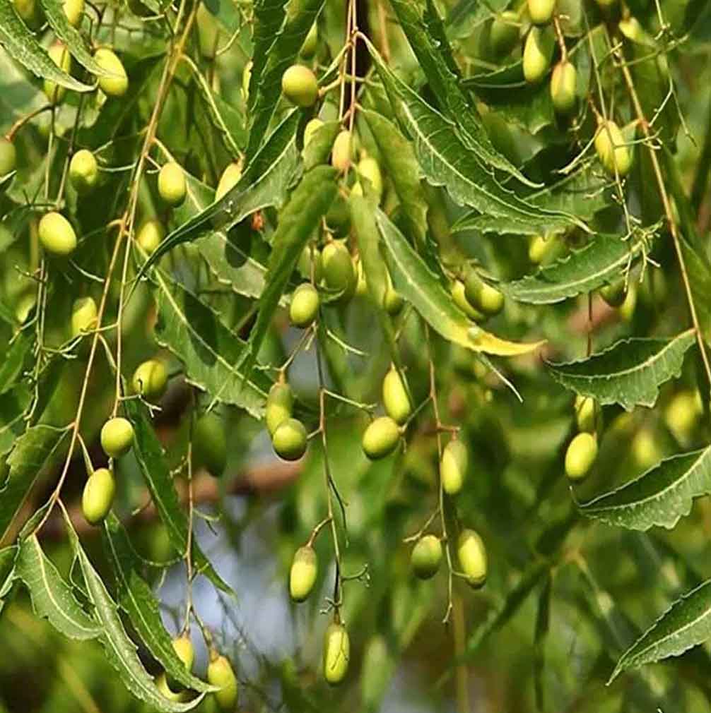 Neem Tratamiento Capilar Natural Radhe Shyam