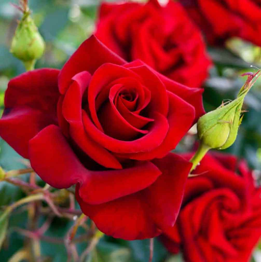 Pétalos De Rosa Tratamiento Capilar Natural Radhe Shyam