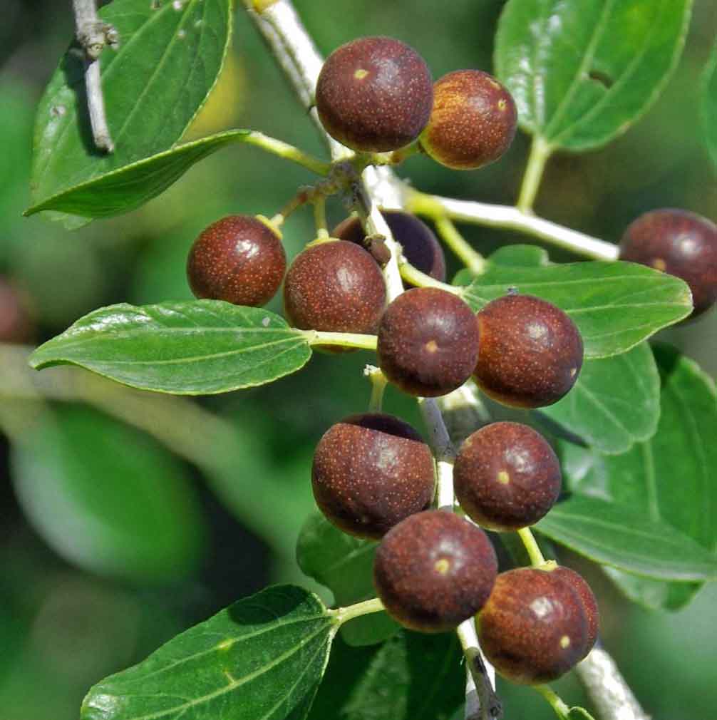 Sidr Tratamiento Capilar Natural Radhe Shyam