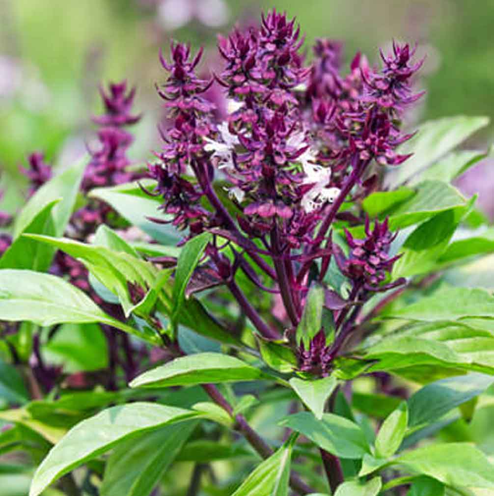 Tulsi Tratamiento Capilar Natural Radhe Shyam