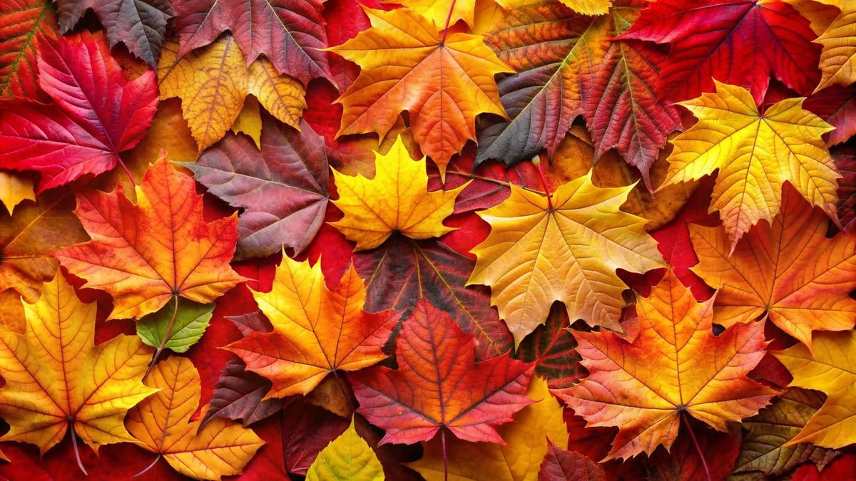 Equinoccio de otoño 2026: rituales de transición para cerrar el verano y dar la bienvenida al nuevo ciclo