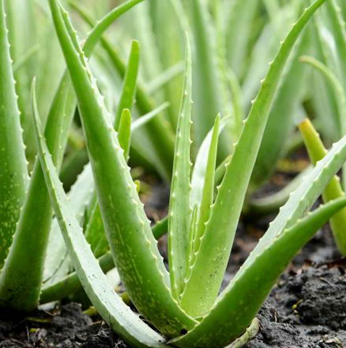 Traitement ayurvédique à l'Aloe Vera