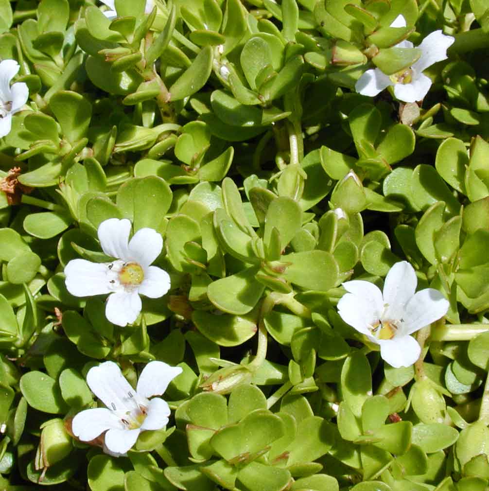 Brahmi Tratamiento Capilar Natural