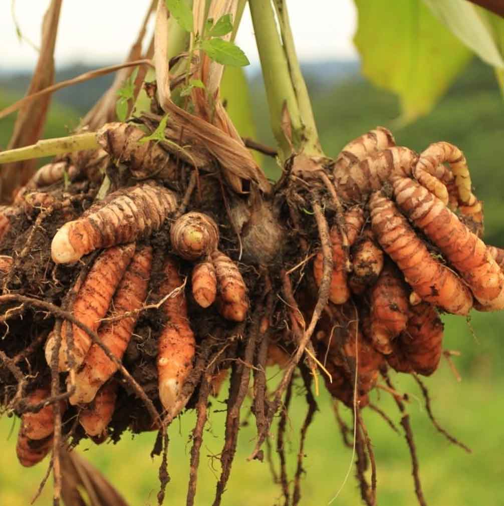 Traitement ayurvédique au curcuma