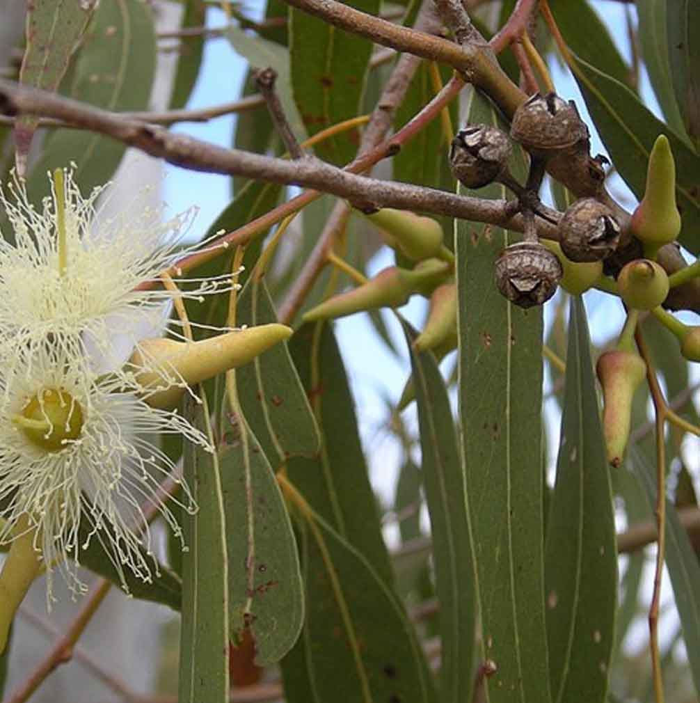 Traitement capillaire naturel à l'eucalyptus