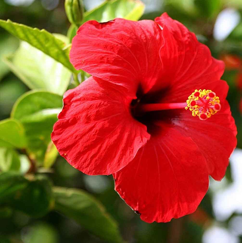 Traitement capillaire naturel à l'hibiscus