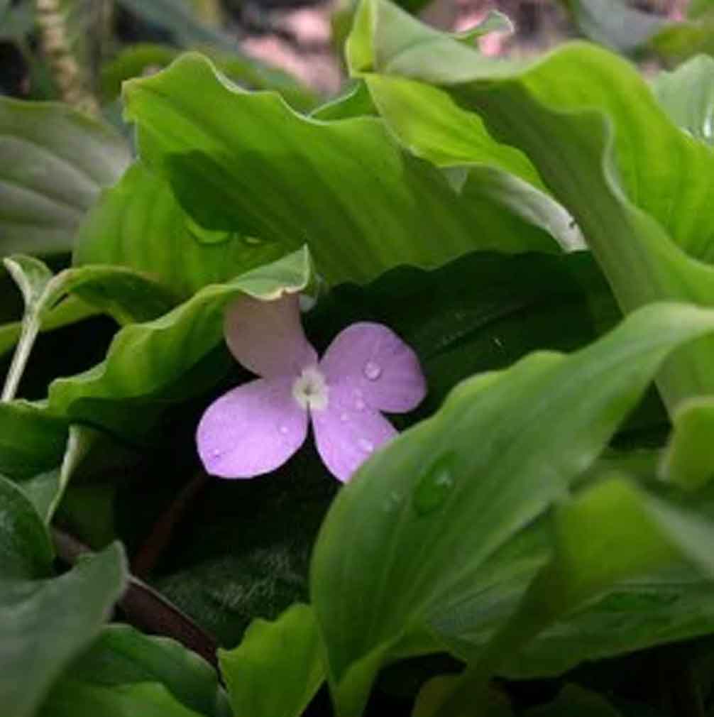 Traitement capillaire naturel Kachur Sugandhi