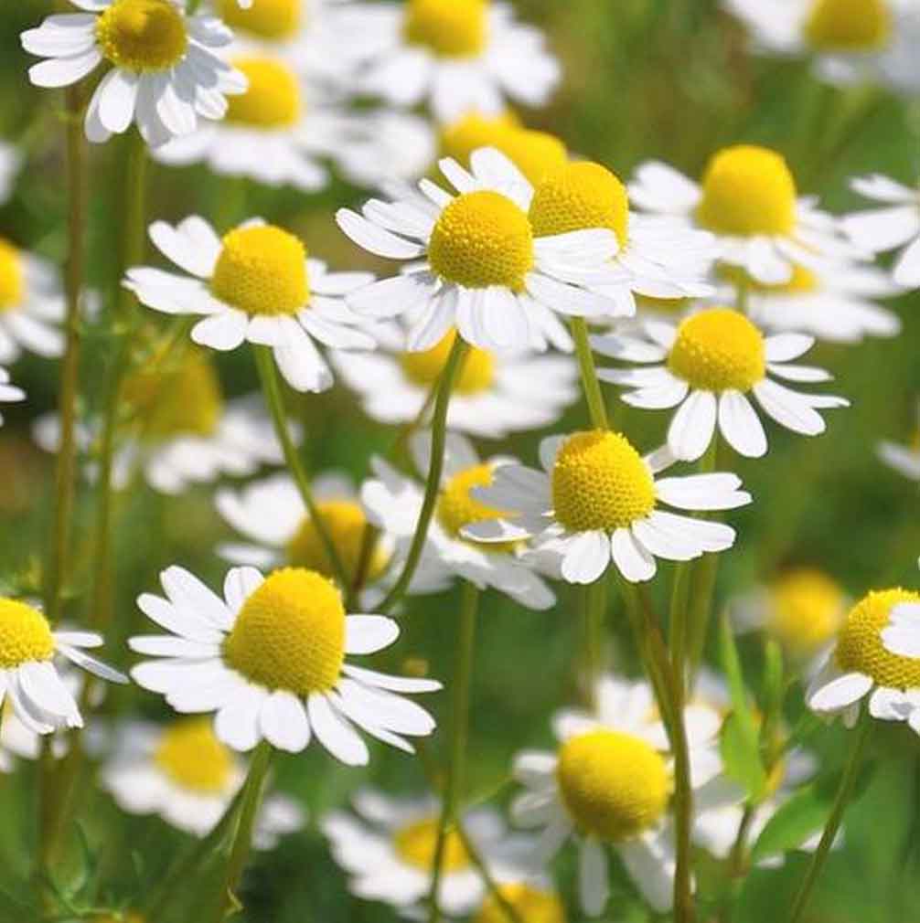 Traitement capillaire naturel à la camomille