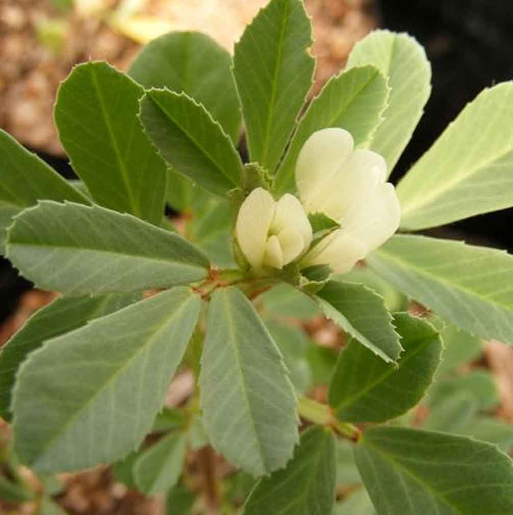 Methi Natural Hair Treatment