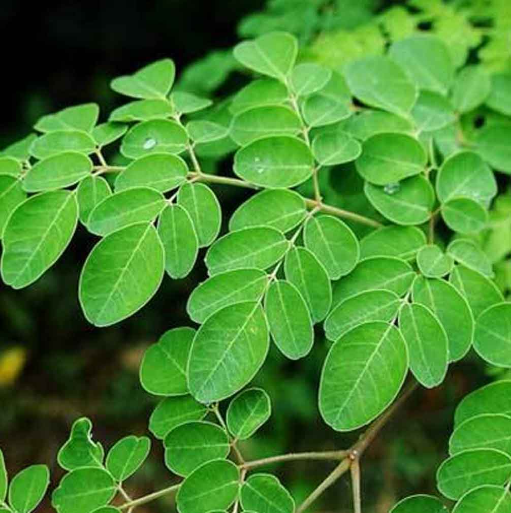 Traitement capillaire naturel au Moringa