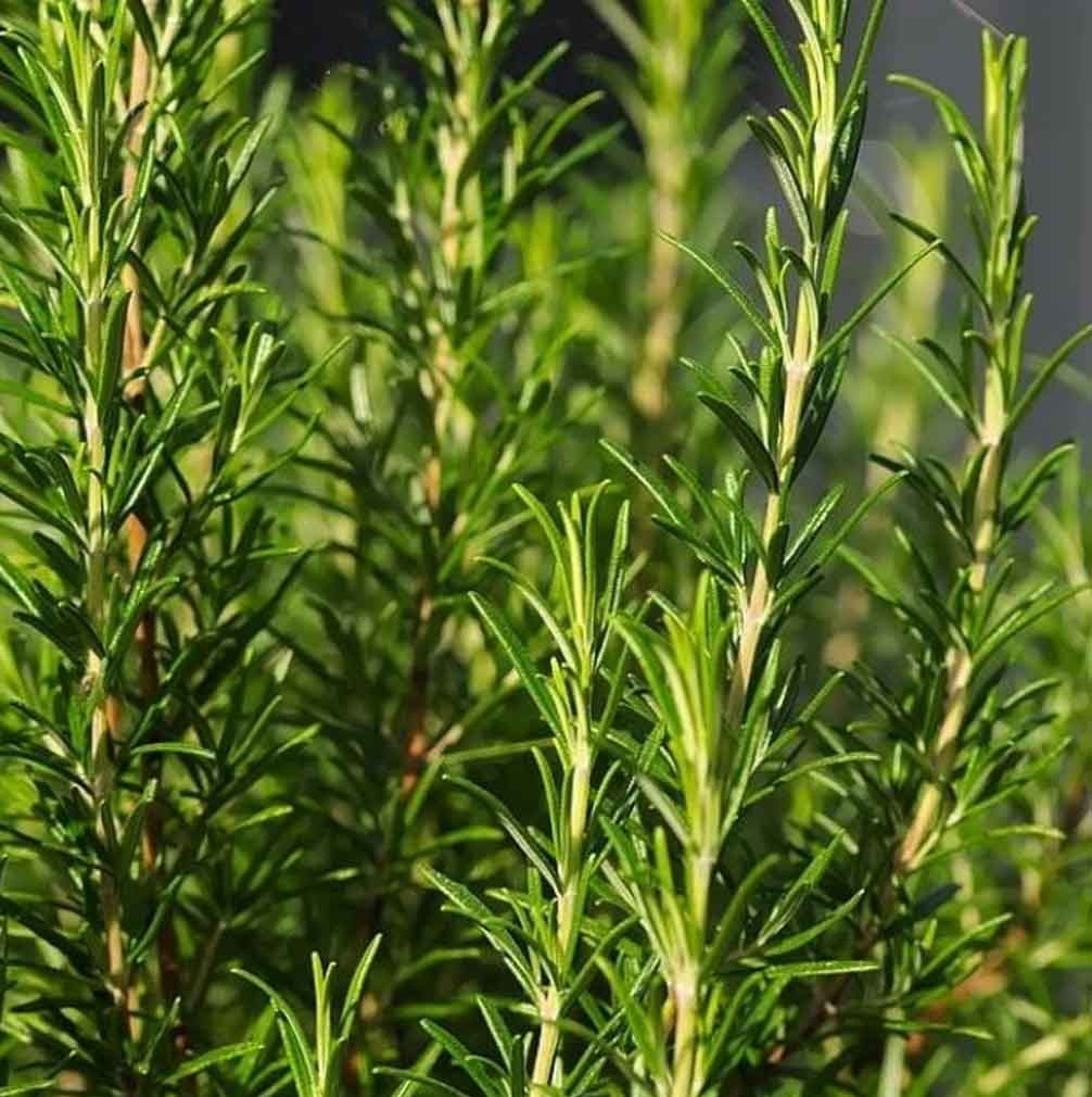 Rosemary Natural Hair Treatment